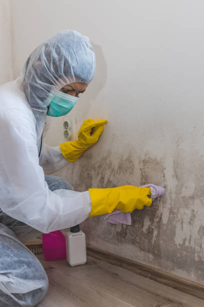 Best Post-Construction Mold Inspection  in Northbrook, IL