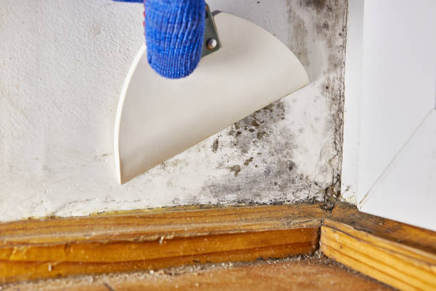 Best Real Estate Mold Inspection  in Northbrook, IL
