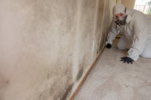 Biohazard Mold Removal in Northbrook, IL